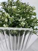 Перегородка для душа RGW WA-08W  70*195 06100807-155 профиль Белый стекло Ribbed 8 мм RGW